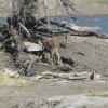 Safari &raquo; Safari Day 1