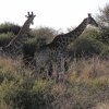 IMG_0301